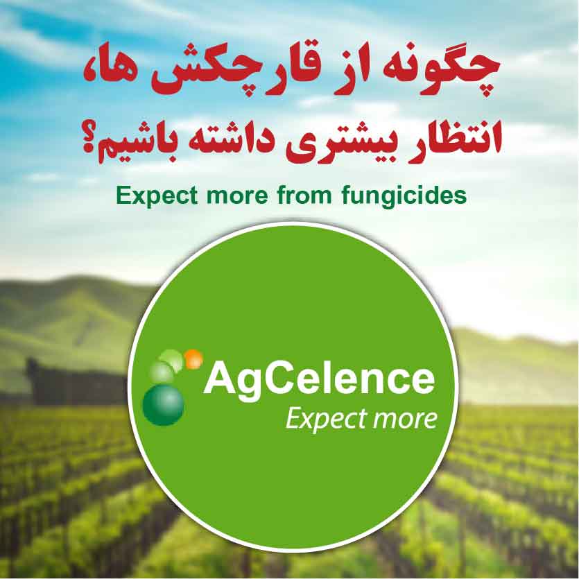 چگونه از قارچکش ها انتظار بیشتری داشته باشیم؟